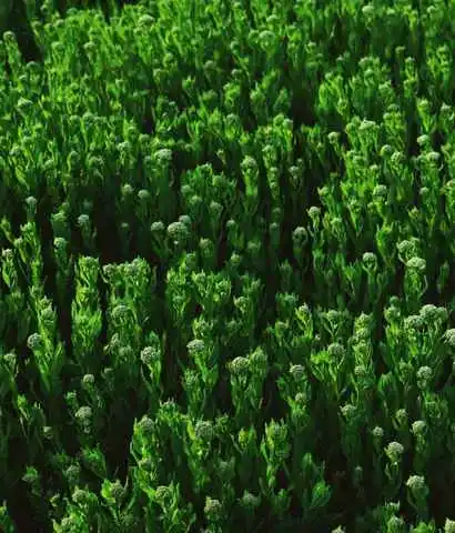 Environmental Stewardship